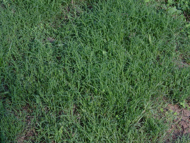 bermuda grass